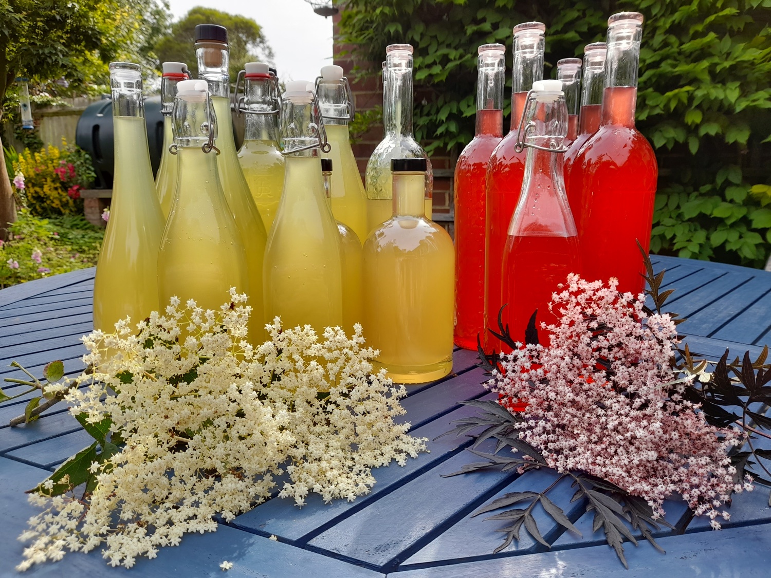 Kent produced eldeflower drink by Angela Jackson-Grillet